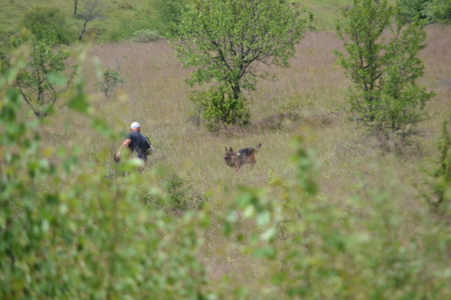 Platinasti vuk 2024.