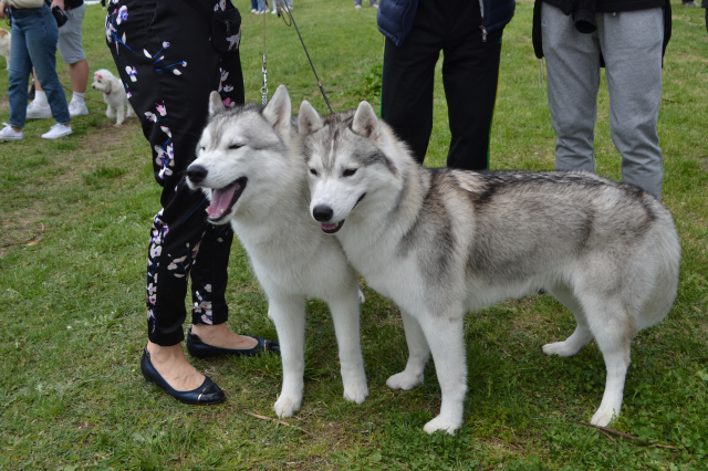 Međunarodna izložba pasa-Vranje