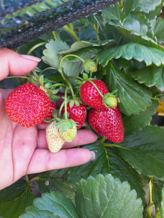 Jagode iz Neradovca