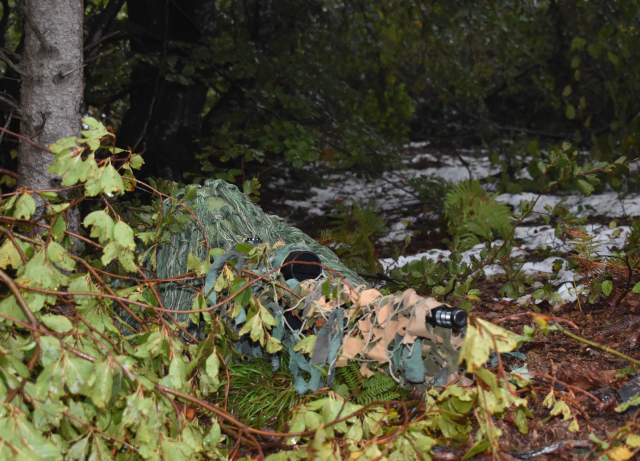 Pevanje i ćutanje Sofke Nikolić