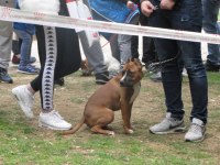 10. Međunarodna izložba pasa svih rasa, Vranje 2019.