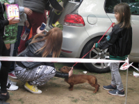 10. Međunarodna izložba pasa svih rasa, Vranje 2019.