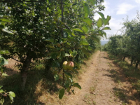Nectar Plantaže organske jabuke