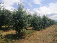 Nectar Plantaže organske jabuke