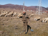Ovce Bunuševac