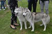 Međunarodna izložba pasa-Vranje