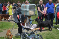 Međunarodna izložba pasa-Vranje