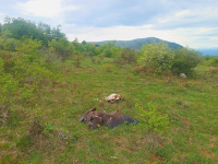 Crni strvinar trovanje