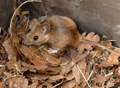Ponovo mišja groznica