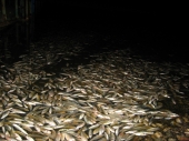 Katastrofalan pomor ribe na Aleksandrovcu
