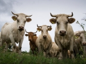 Krave sa Kosova uhapšene kod Vranja 