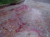 SVINJOKOLJI: Ulice pune krvi, inspekcija kulira! (FOTO)