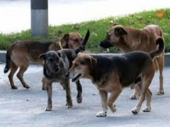 Humano Vranje za pse u Makedoniji 