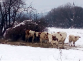 NEHUMANO: Krave ostavljene na ciču zimu