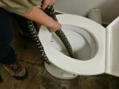 HOROR: Australijanku zmija ujela na wc šolji