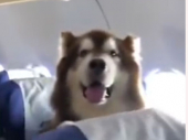 Veliki pas mirno i kulturno sedeo u avionu (VIDEO)