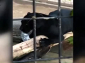 Prešla zaštitnu ogradu zbog selfija, napao je jaguar