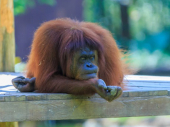 Rus uhapšen sa drogiranim orangutanom u koferu