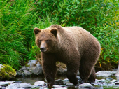Rus medveda ujeo za jezik
