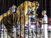 Italija: Tigrovi u cirkusu na smrt izujedali ukrotitelja