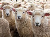 Muke stočara: Jagnjad i ovce za bagatelu