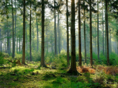 Neverovatno, ali istinito: Četvrtina Srbije pod šumom, a drvnu građu kupuje od Nemaca