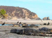Krokodili umesto turista na plažama u Meksiku, a u luci u Argentini foke VIDEO