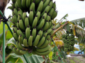 „Bananagedon“ – kako „pandemija“ uništava najomiljenije voće na svetu