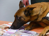 Pas tragač nanjušio 250.000 evra na aerodromu u Frankfurtu