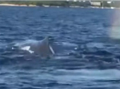 Prvo se uplašili, a onda povadili mobilne: Zalutali kit došao na samo 200 metara od obale Jadrana (VIDEO)