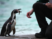 Policija spasila odbeglog pingvina koji je šetao selom