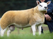 Verovali ili ne: U Škotskoj ovca prodata za skoro pola miliona dolara