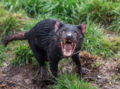 Tasmanijski đavoli ponovo 