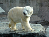 Više desetina polarnih medveda spustilo se do ruskog sela