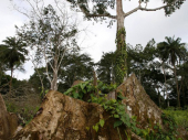 WWF Adria: Šume se uništavaju alarmantnom brzinom