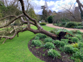 „Njutnovo stablo jabuke“ palo u oluji u botaničkoj bašti Kembridža