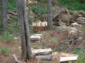 Krivična prijava za Surduličanina zbog kradje drva