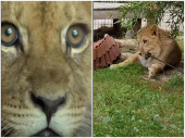 Lav, koji je u Crnoj Gori bio poznat pod nadimkom Simba, sada je Holandiji gde je dobio novo ime - Nikola.