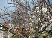 Sunčan vikend pred nama, od ponedeljka dalji rast temperature - biće sve toplije