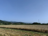 U toku drugi krug nadmetanja za zakup državnog poljoprivrednog zemljišta: Na konkursu i parcele u Vranju