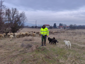 Miloš počeo sa stadom od 10 ovaca: Uz životinje nema praznika i odmora (FOTO)