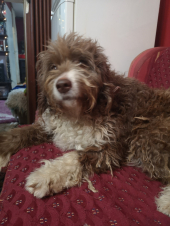 Da li je i vaš pas na listi? Ove rase žive najduže