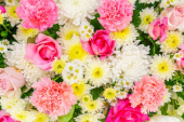 Unesite PROLEĆE u svoj životni prostor: 1. marta nabavite cveće koje označava NOVI POČETAK
