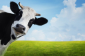 Rođena krava koja daje mleko sa ljudskim insulinom