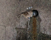 Srbiji i danas prete oluje sa gradom i gromovima: Moguće  urbane poplave
