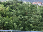 U Vranju procvetao bagrem na Svetog Iliju
