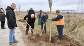 Zasađene sadnice na kružnom toku kod Bunuševca