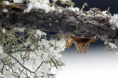 Šta se dešava sa insektima zimi?
