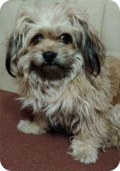 Zašto neke životinje izgledaju kao da oplakuju mrtve