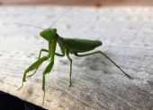 Ako vam bogomoljka uđe u stan budite srećni: Kažu da s razlogom bira kuću, a poruka koju nosi je predivna